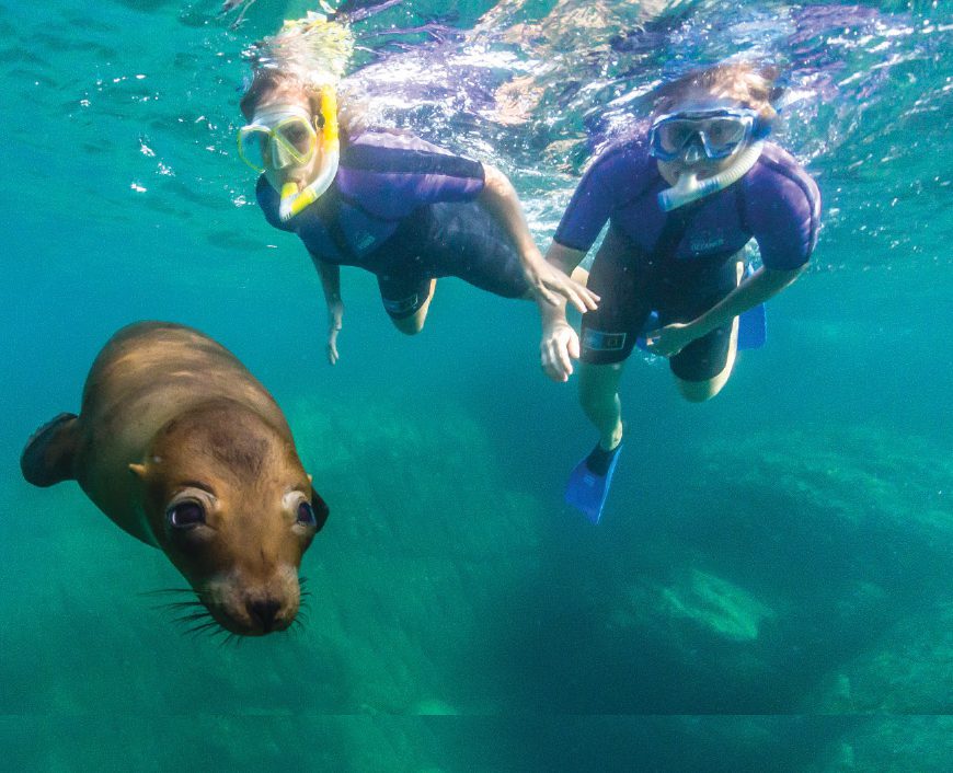 Snorkel with sea lions in Mexico