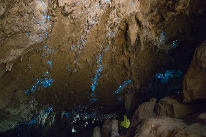 glow worm cave nz