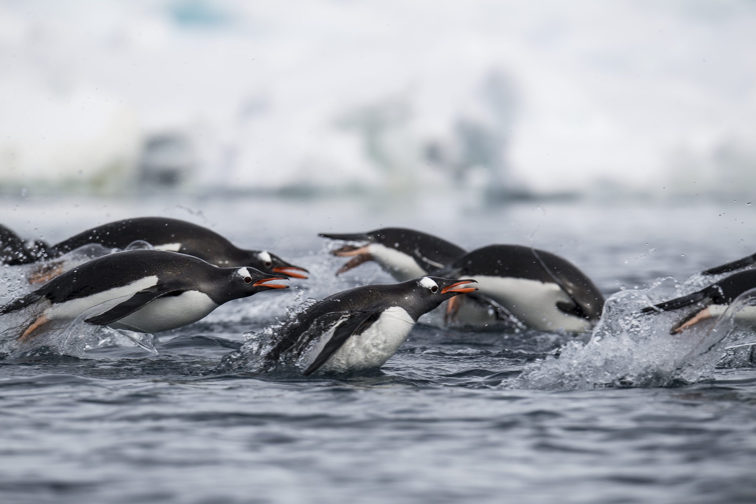 Gentoo Penguins Cuverville Island in Antarctica HGR 112322 Photo Andreas Kalvig Anderson scaled