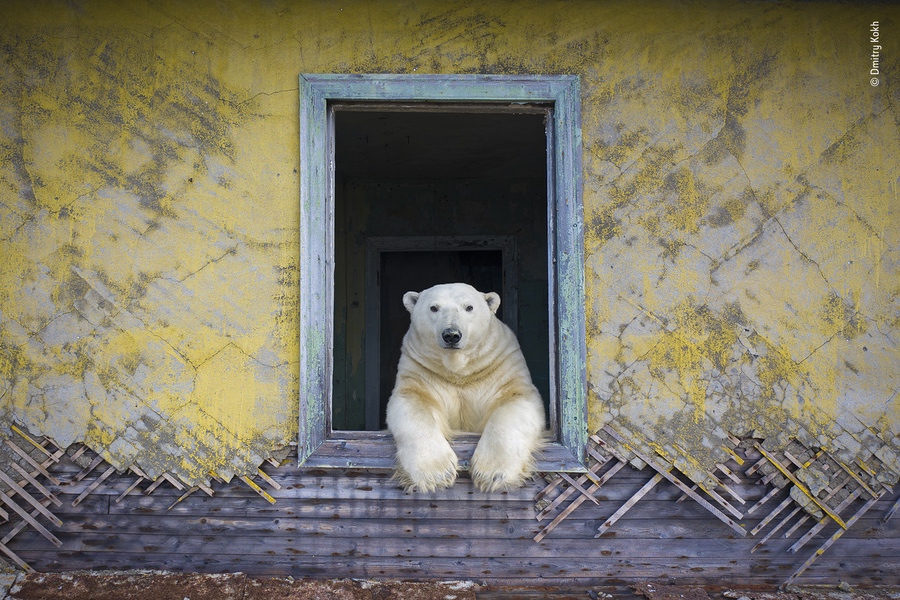 © AA Dmitry Kokh Wildlife Photographer of the Year