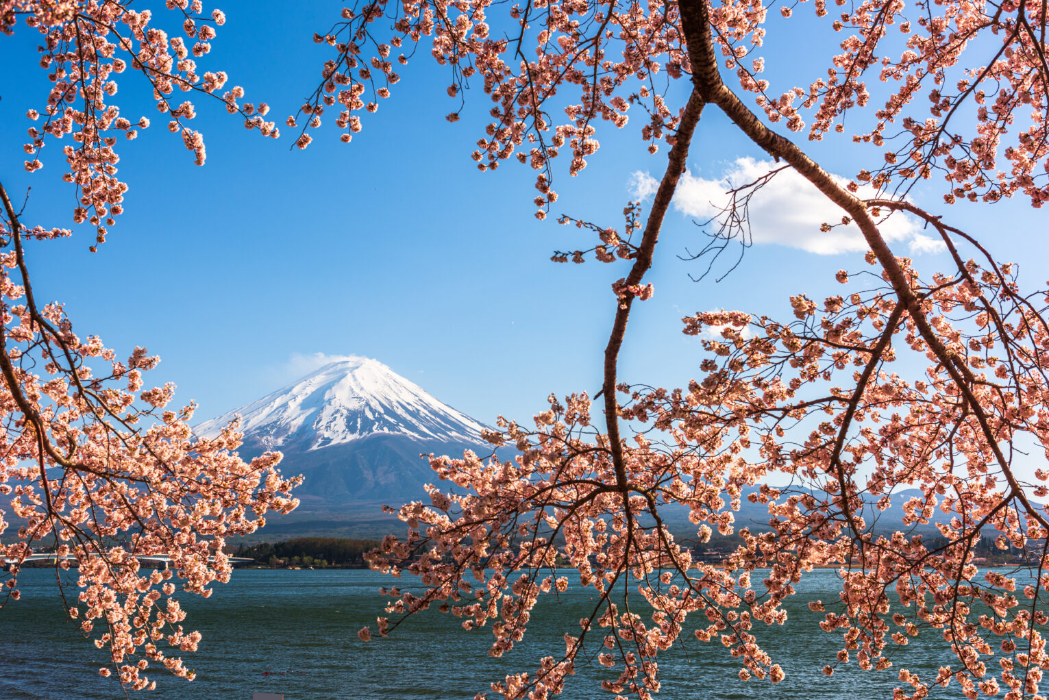 Mt.Fuji Japan at cherry blossom time