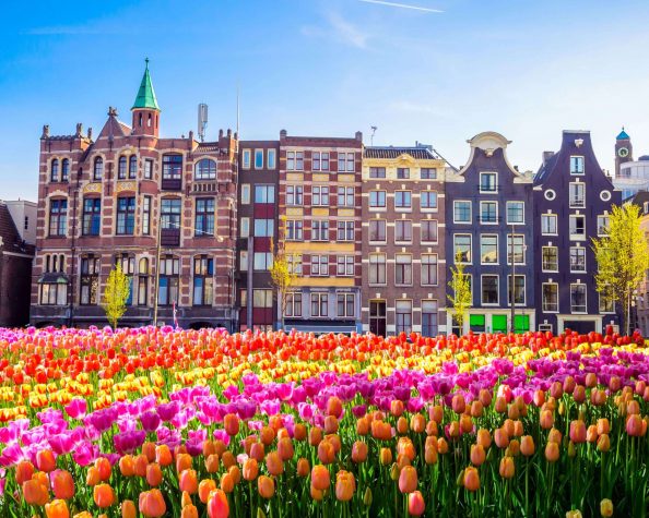 The Tulips of Amsterdam