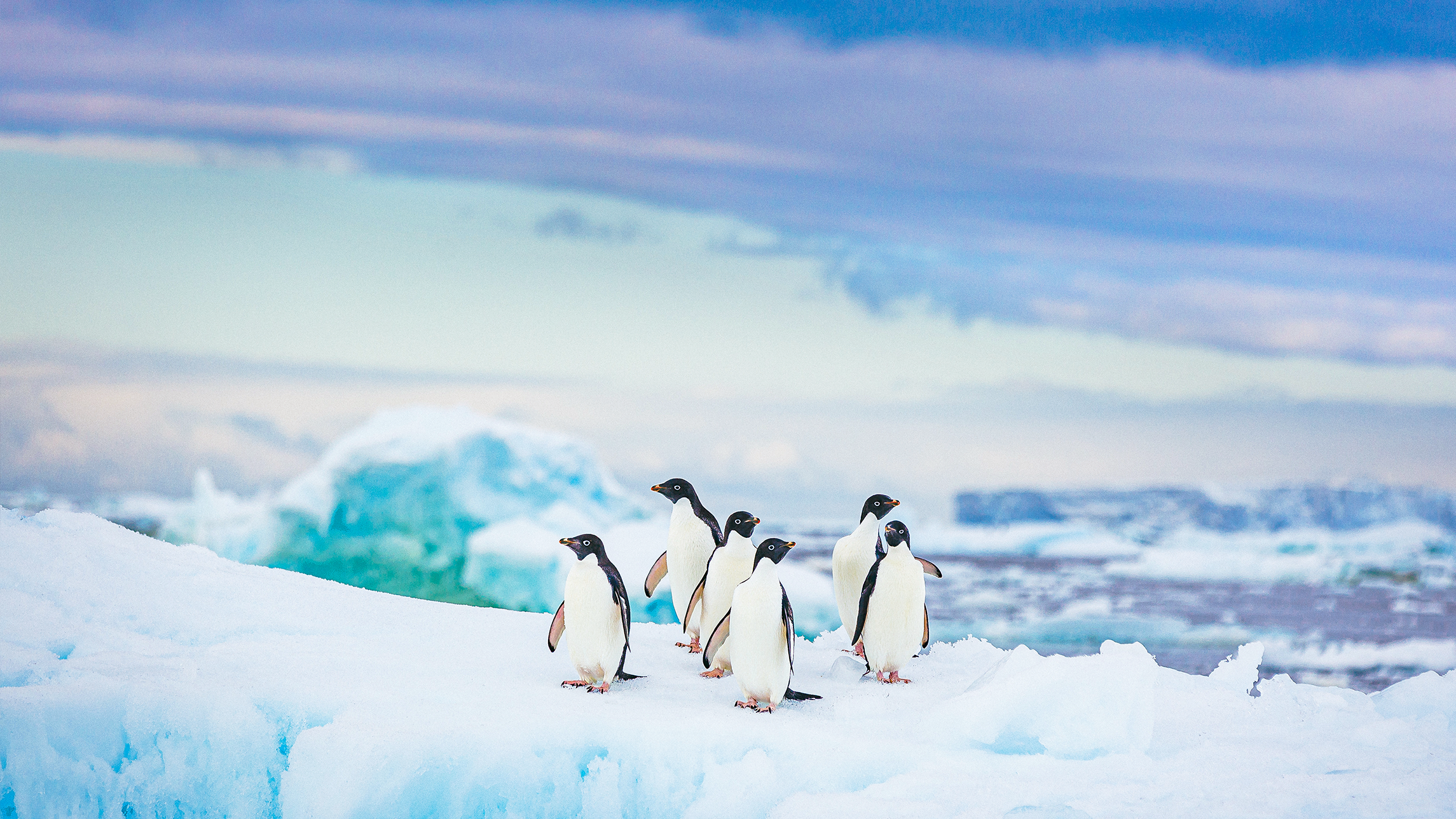 Adelie penguins sitting on the ice in Antarctica