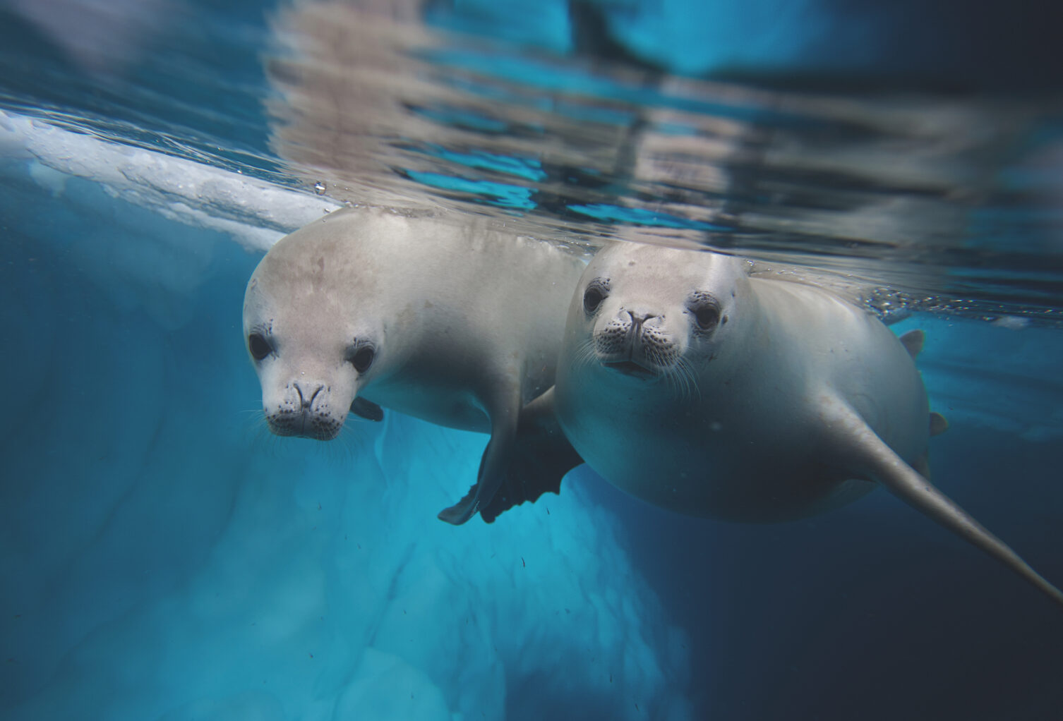 Two seals in the chilly waters of Antarctica