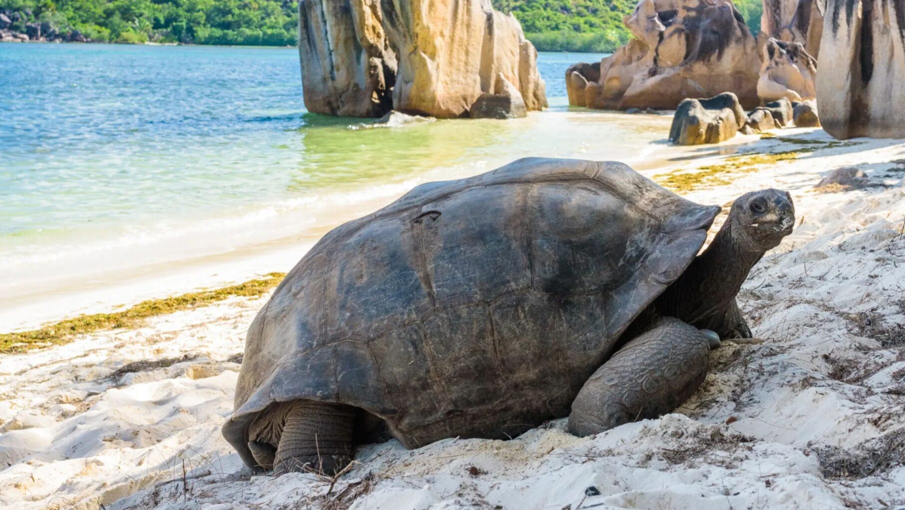 A turtle in Seychelles.