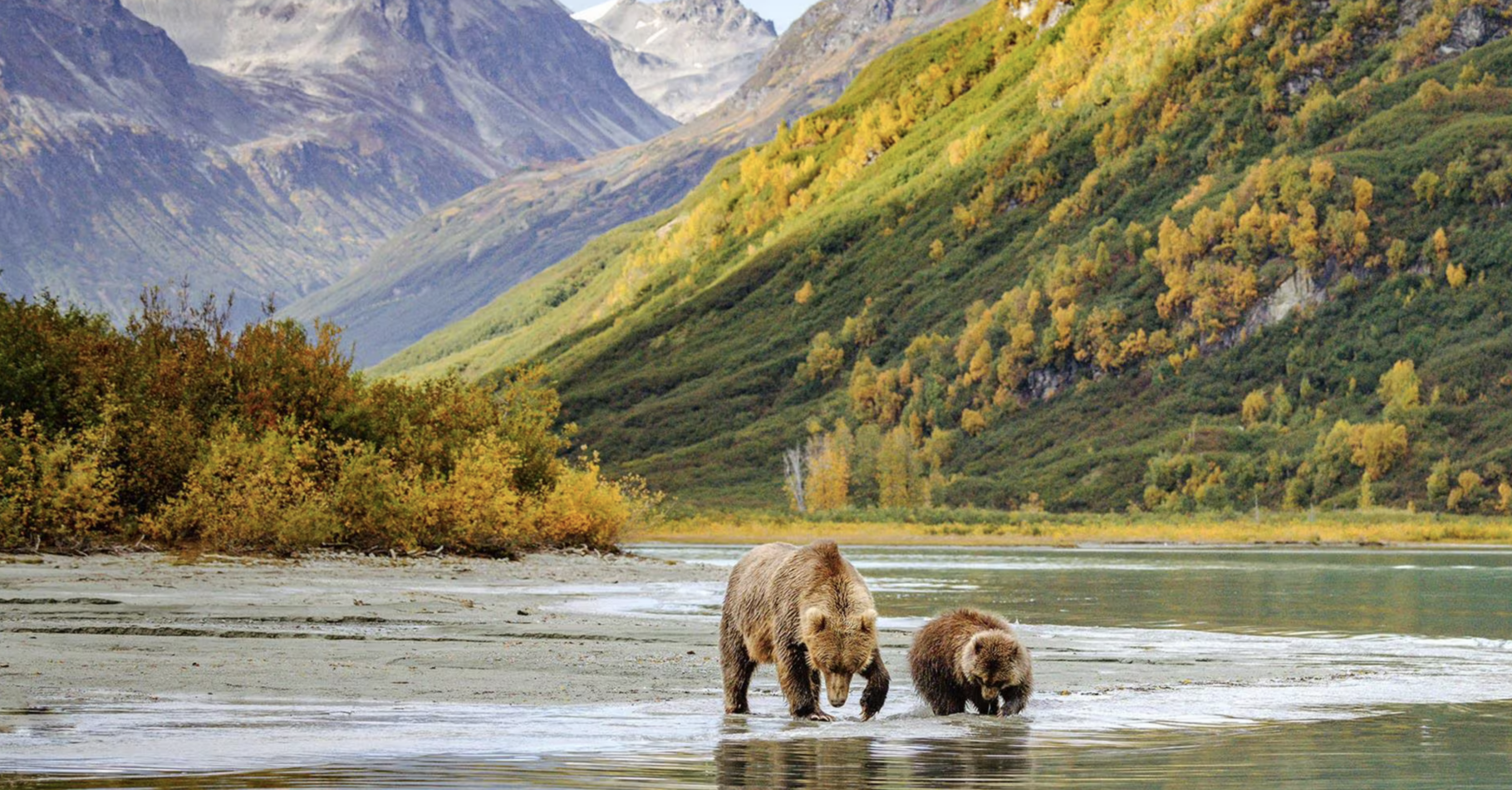 Alaska cap on cruise bears in the wild