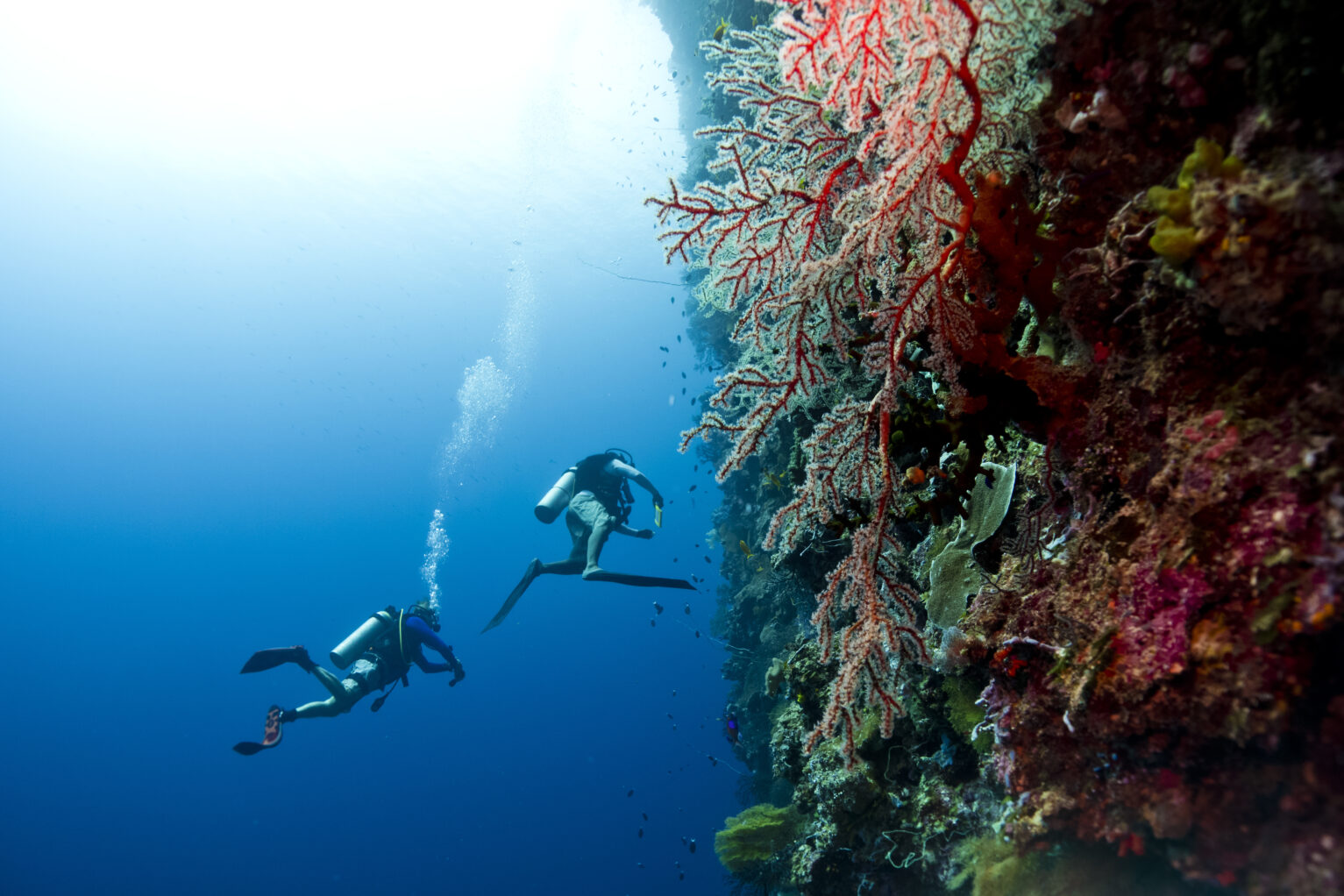 Divers exploring Palau, Indonesia